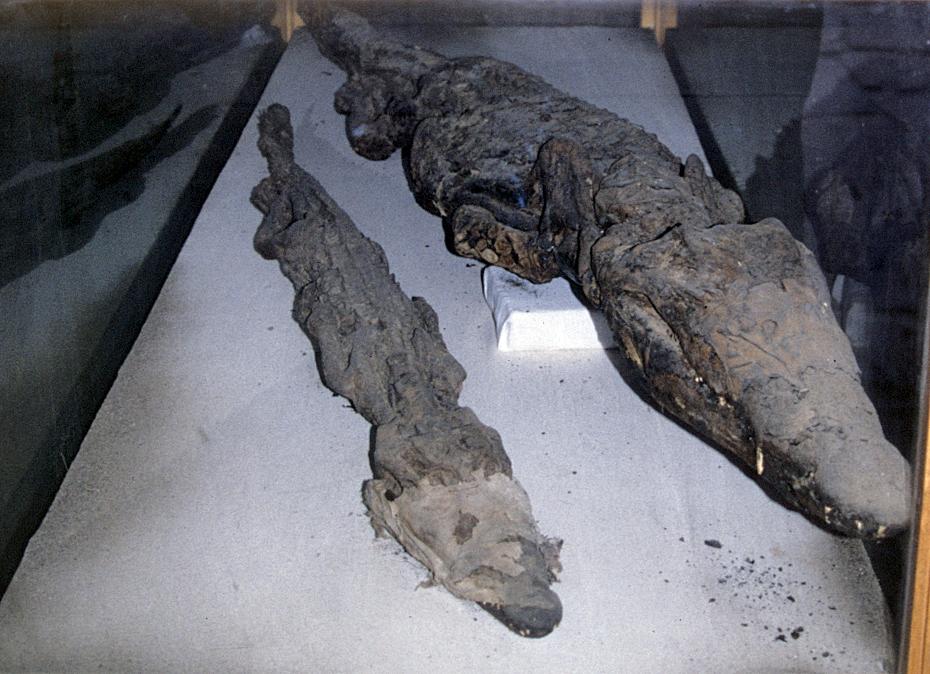 Krokodilmumien in Kom Ombo