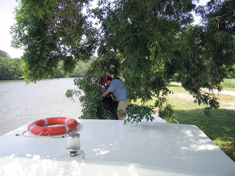 Christian kämpft mit dem Baum, auf der Yonne