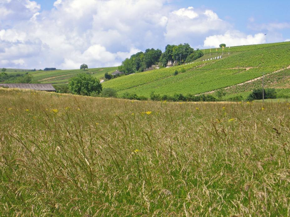 Das Ziel der Begierde: Weingut in Saint Satur