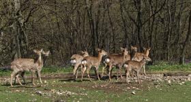 Neugiereige Rehe im Tierpark Ernstbrunn