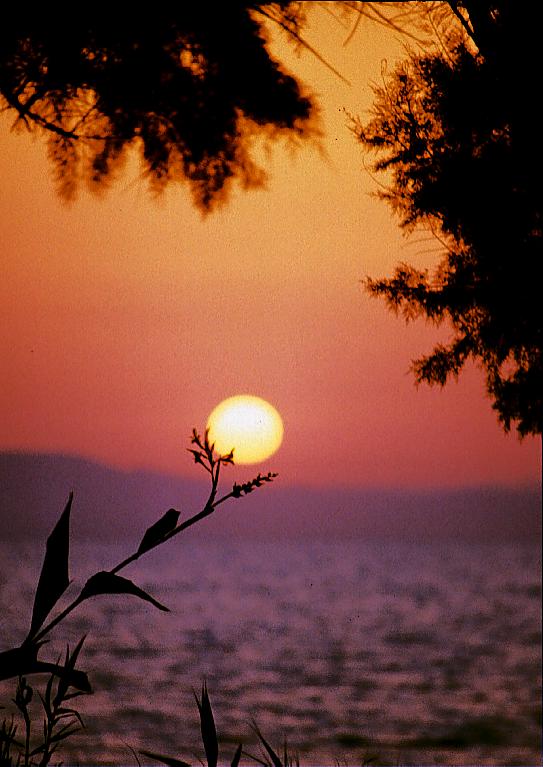 Sonnenuntergang mit Blume