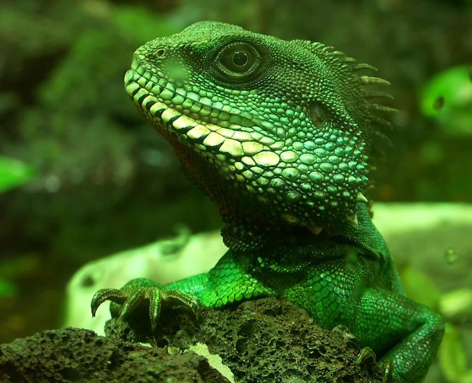 Aug in Aug mit einem Drachen