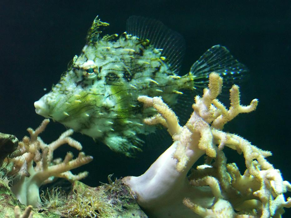 cooler Fisch