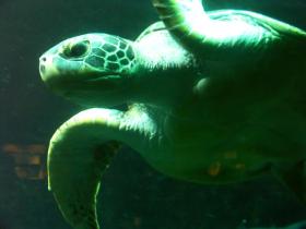 Wasserschildkröte beim 'Vorbeiflug'