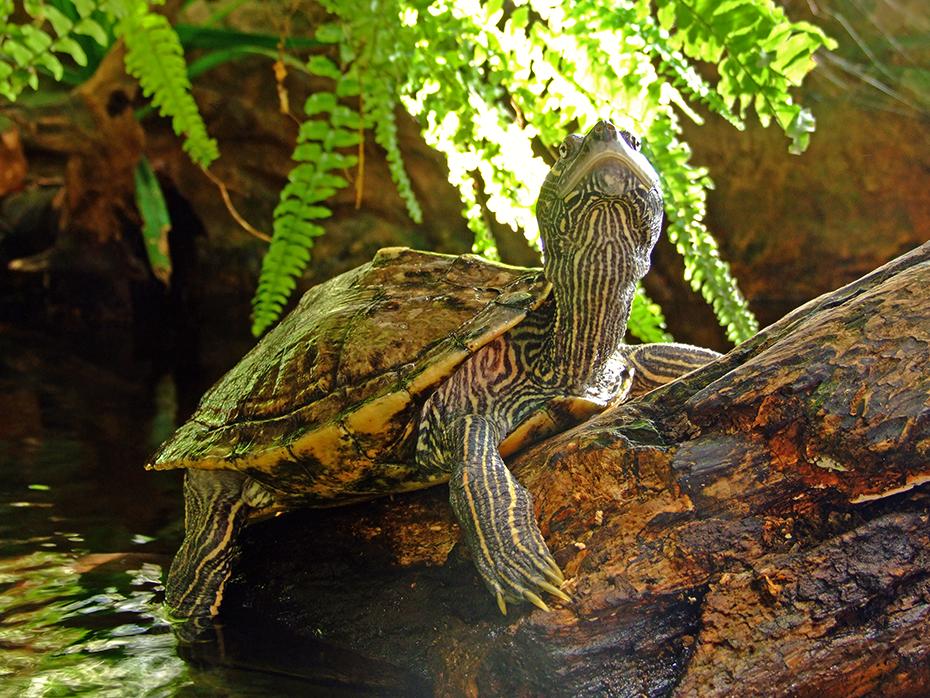 Neugierige Wasserschildkröte