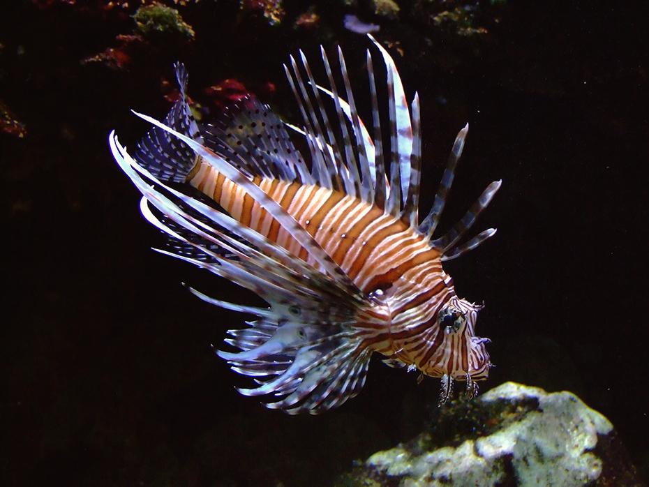 Wer mag den Lionfish streicheln?