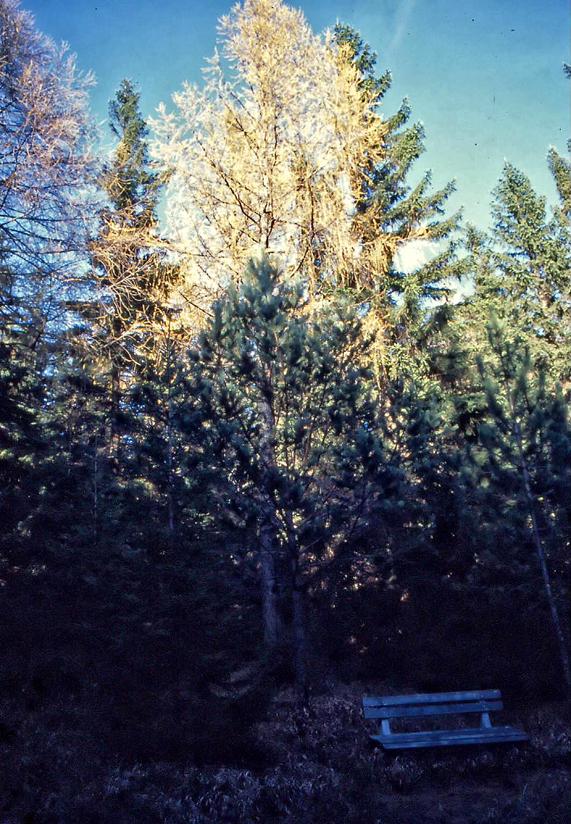 Baum in der Abendsonne