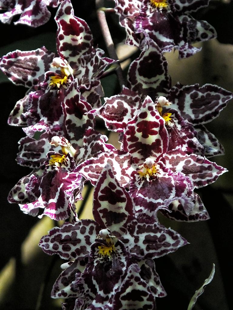 Schloß Trauttmansdorff, Orchideen