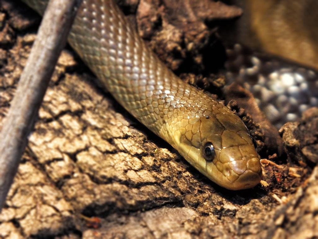 Schloß Trauttmansdorff, Reptilienzoo