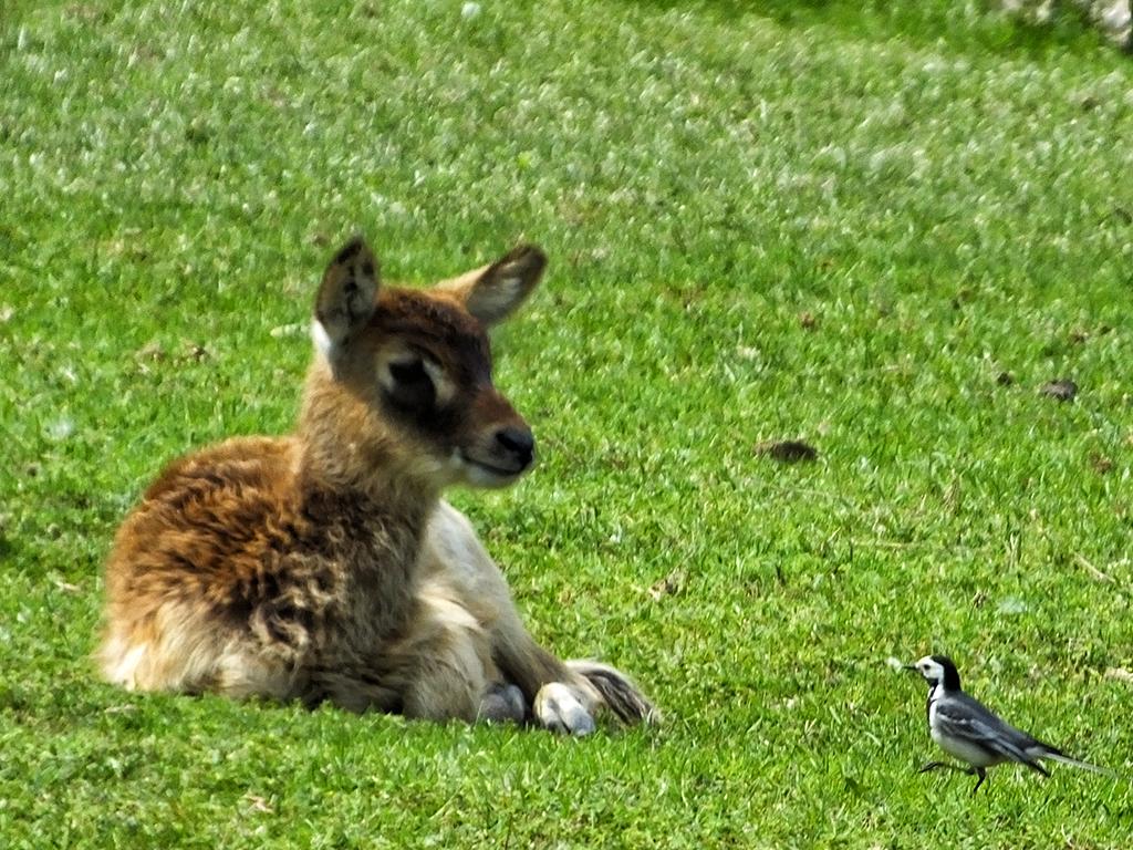 Gardasee, Safaripark