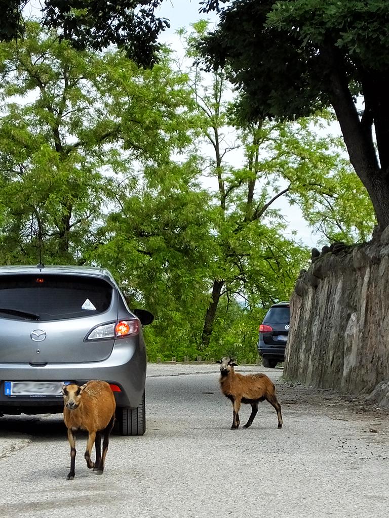 Gardasee, Safaripark