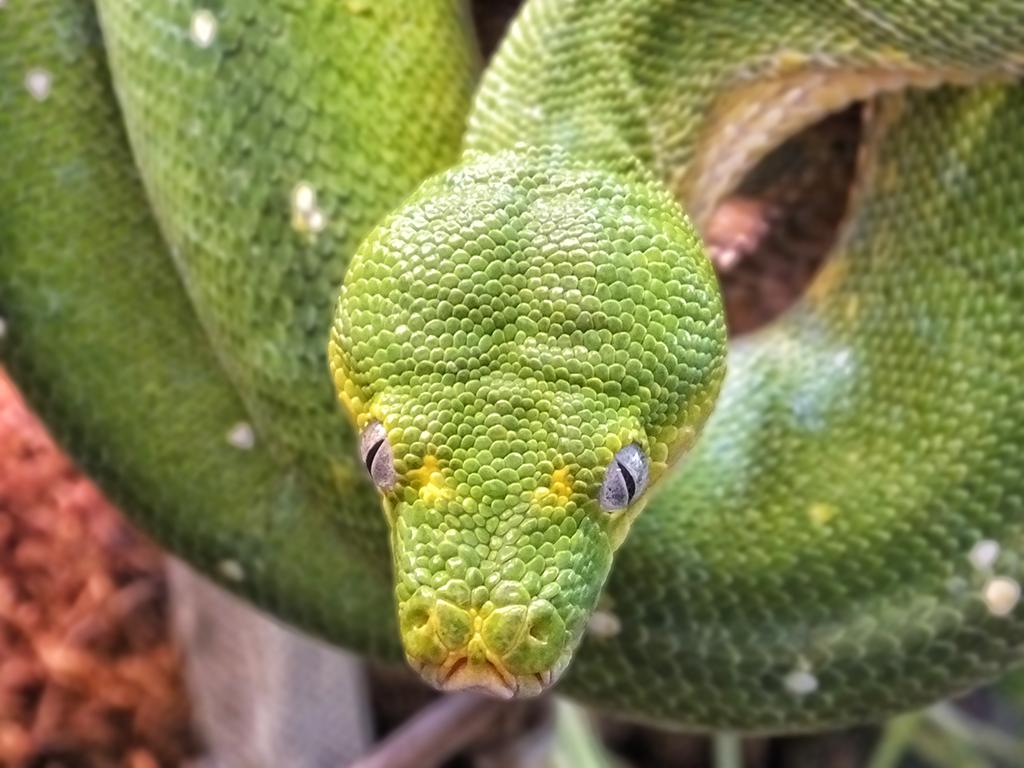 Reptilienzoo Happ