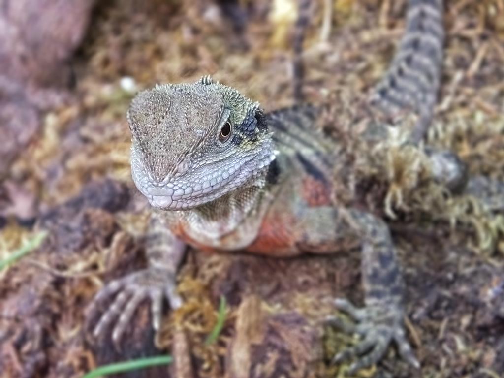 Reptilienzoo Happ