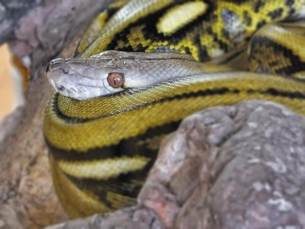 Reptilienzoo Happ