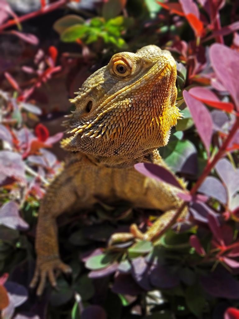 Reptilienzoo Happ