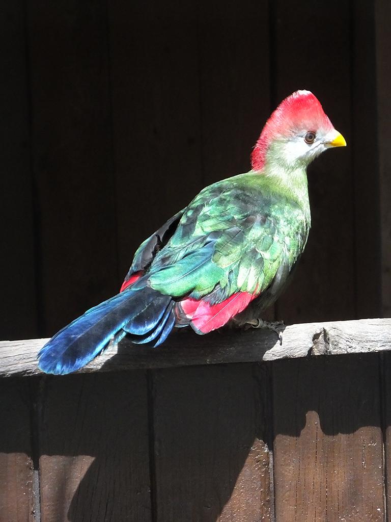 Vogelpark Turnersee