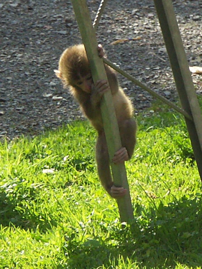 Japanmakakenbaby bei Landskron