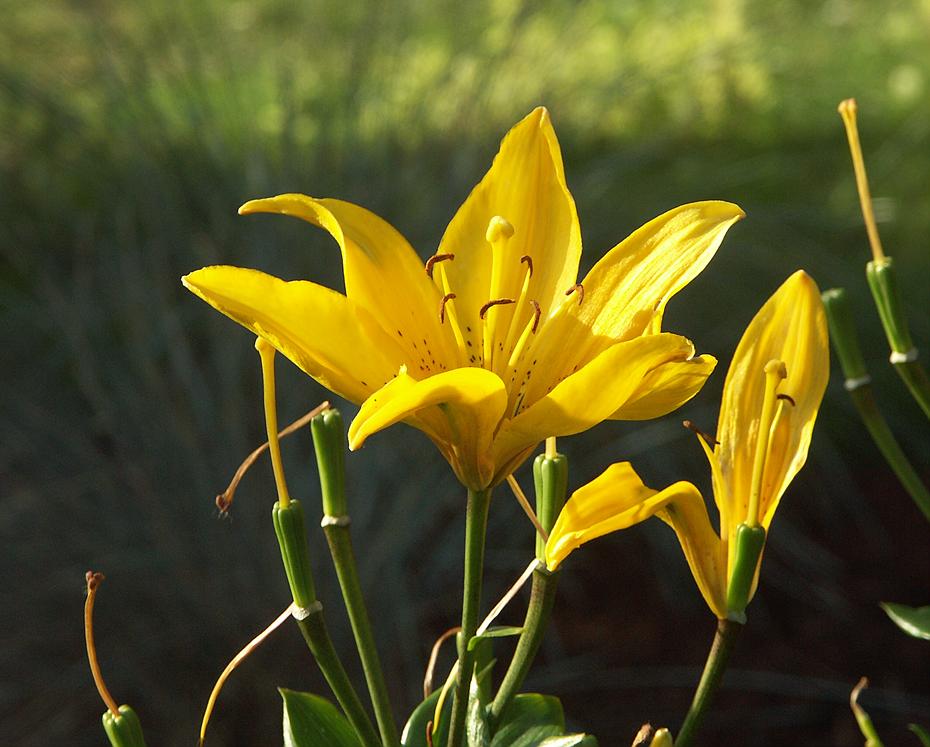 Blumen im Europapark