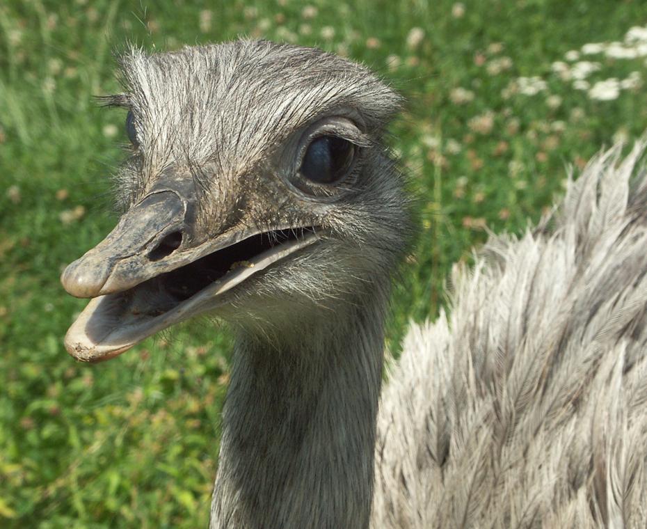Nandu im Angriff