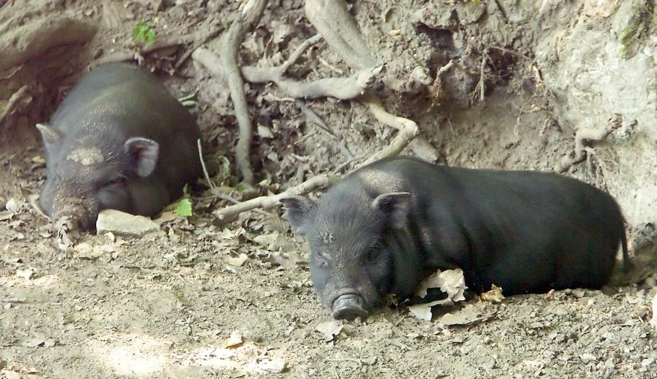 Hängebauchferkel