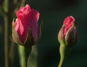 Rosen im Europapark