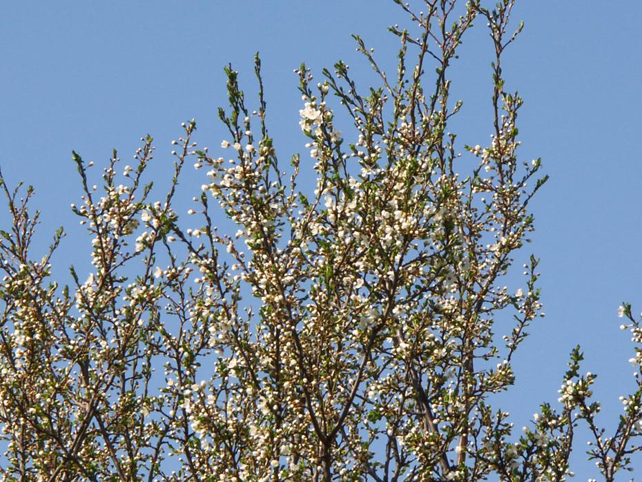 Ringlottenblüte in meinem Garten
