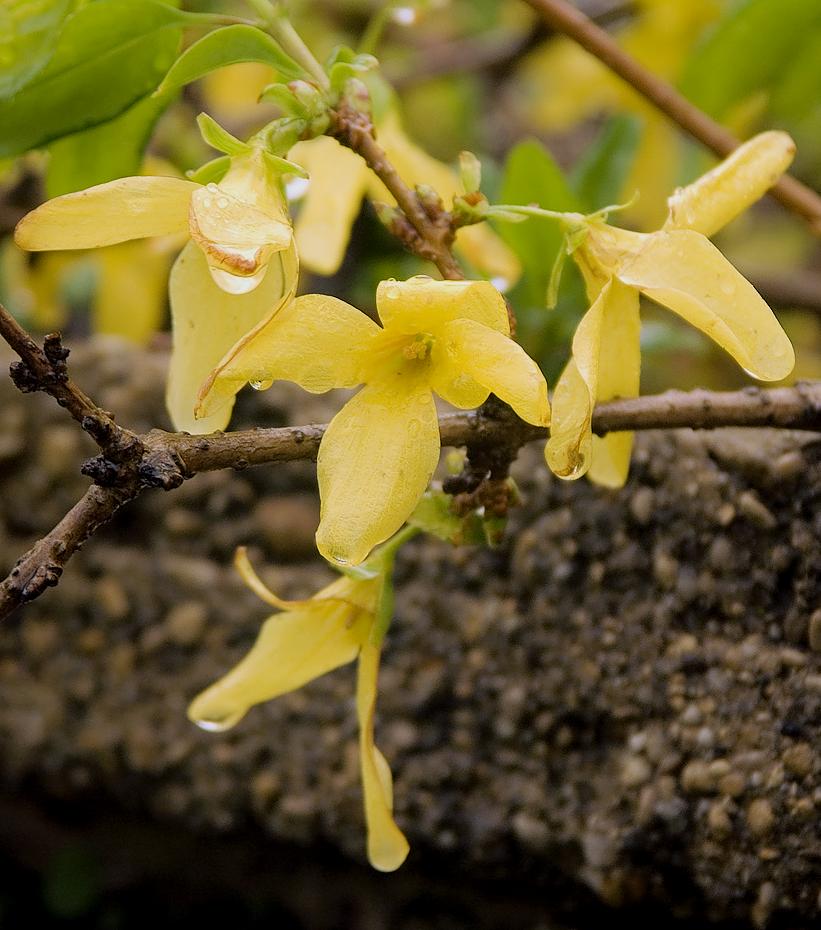 Forsythia nach einem kleinen Regenschauer