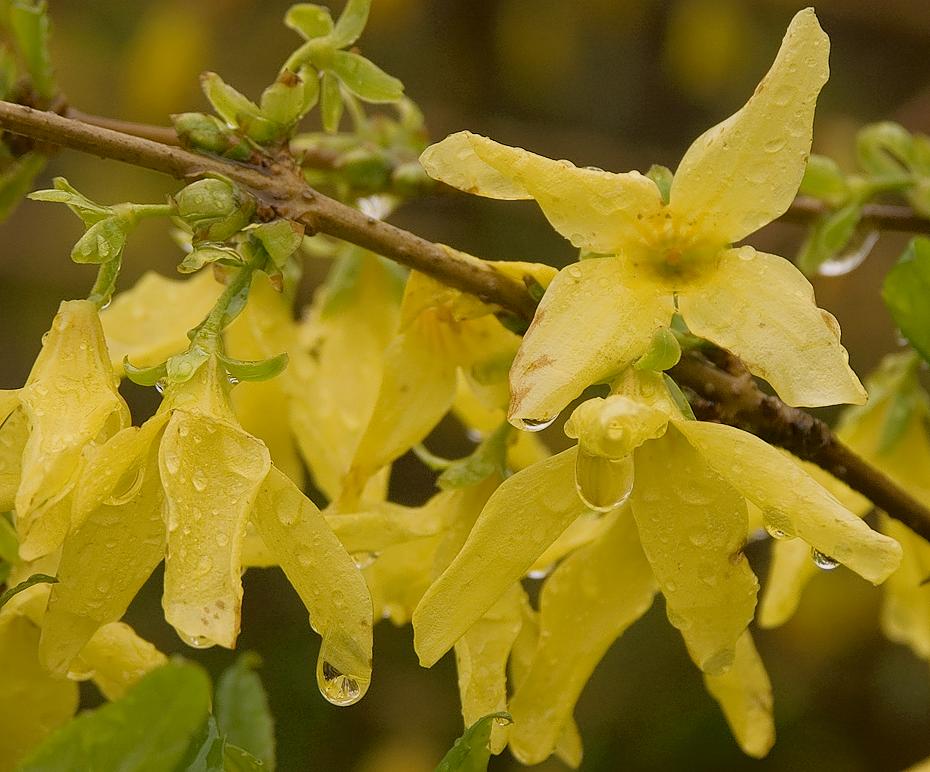 noch eine Forsythia nach einem kleinen Regenschauer