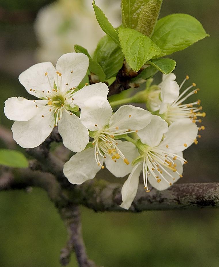 Zwetschke in Blüte