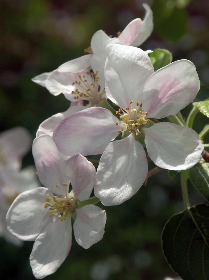 Apfelblüte