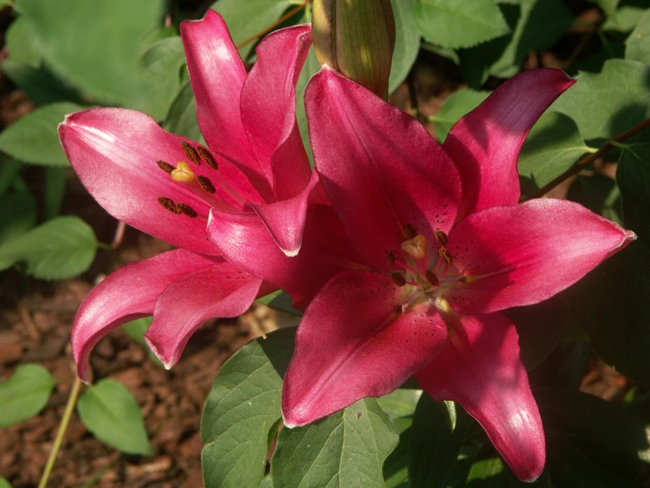 Blumen im Eingangsbereich