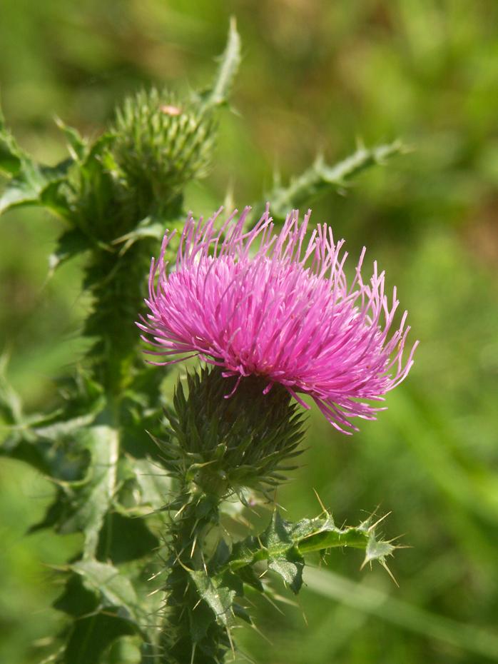 Freche Distel