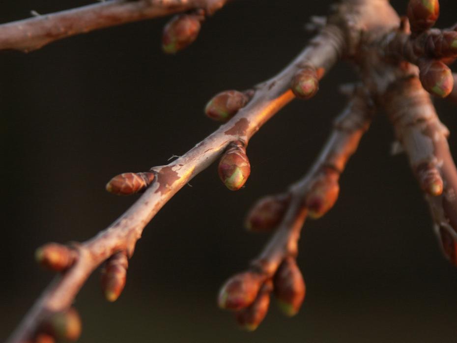 Zwtschken noch weit vom Frühling entfernt