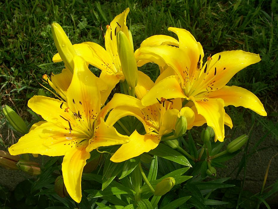 Lilien im neuen Beet