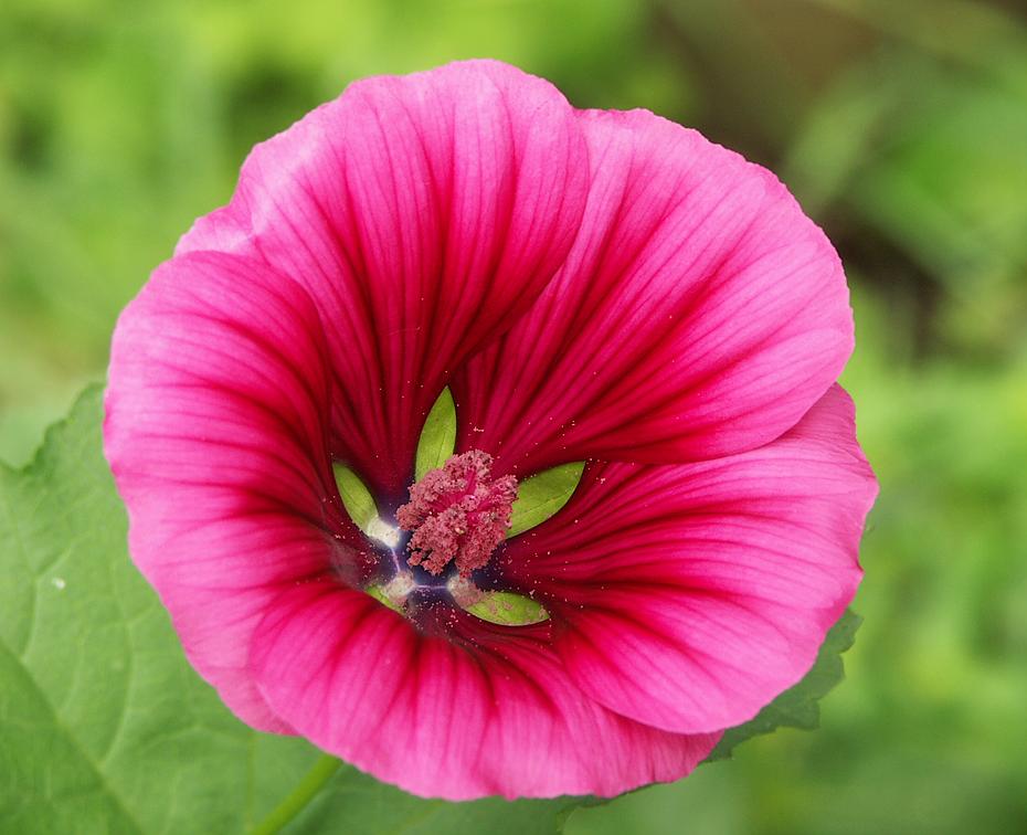 Unkraut oder Blume?