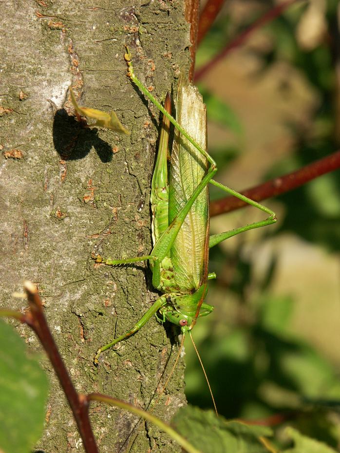Was hüpft da auf meinem Baum?