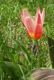 Tulpe - dieses Jahr überlebt