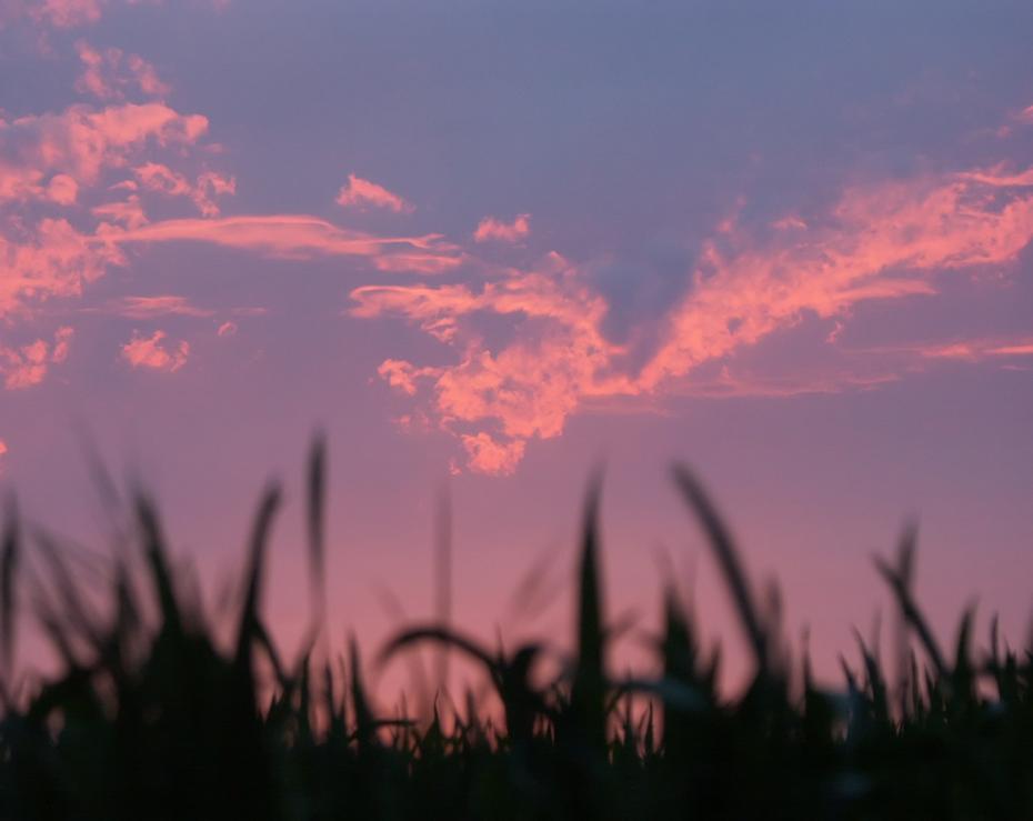 Vogelwolke