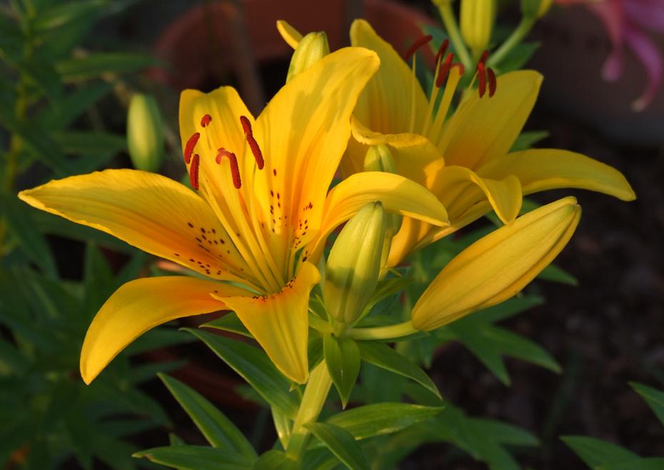 Lilien