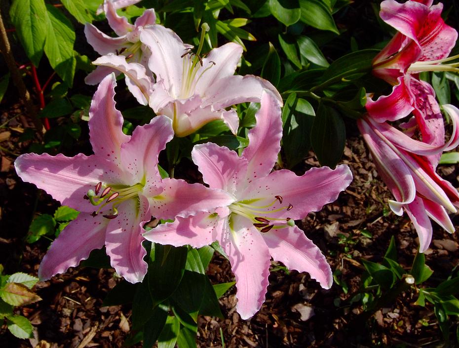 Lilien mit Kräuselrand
