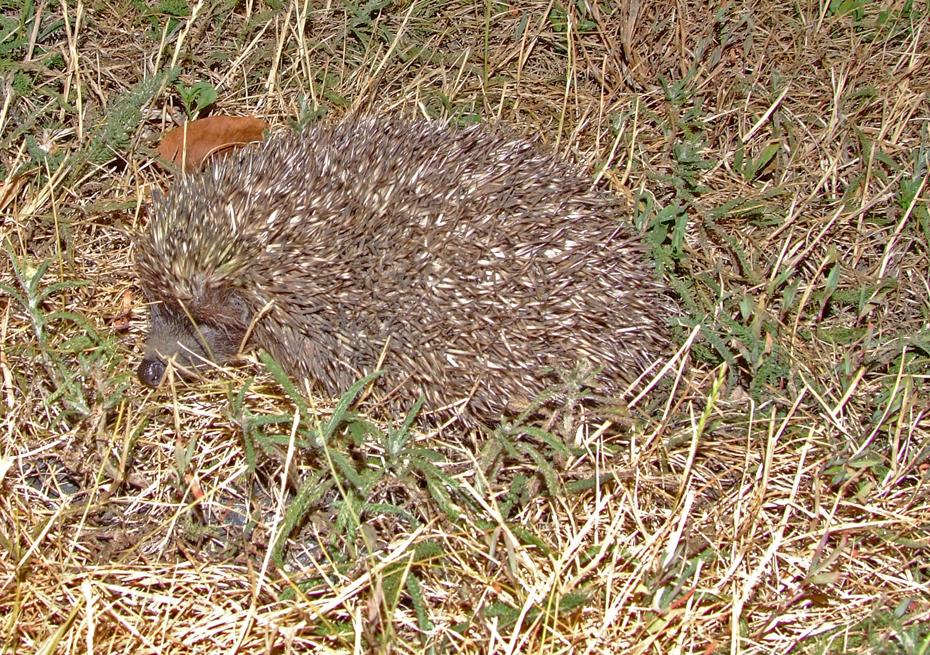 Igel auf der nächtlichen Pirsch in unserem Garten