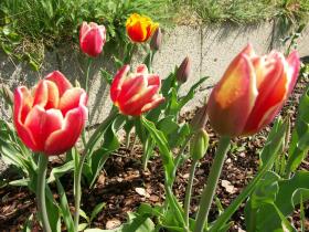 Tulpen in Hülle und Fülle