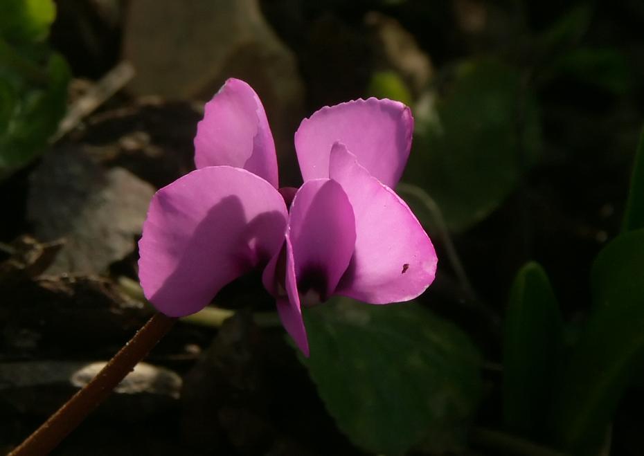 Mehr verzagte Blumen