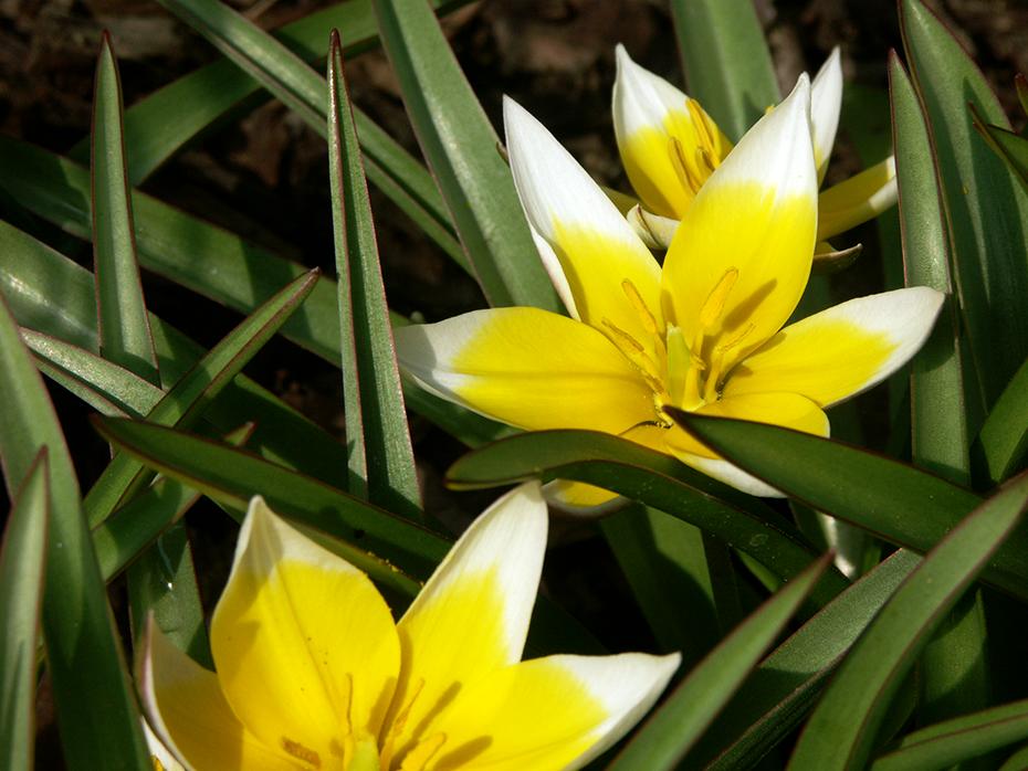 Neue Blumen