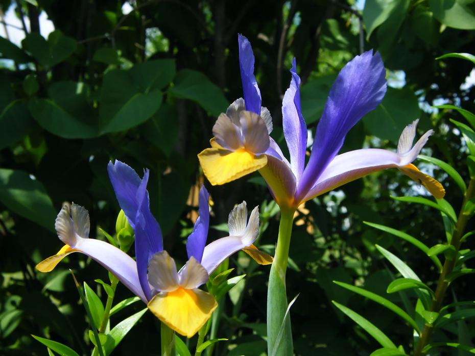 Lilien im Eingangsbereich