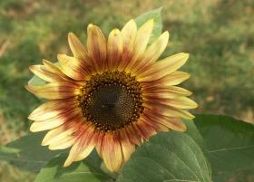 Noch eine Sonnenblume
