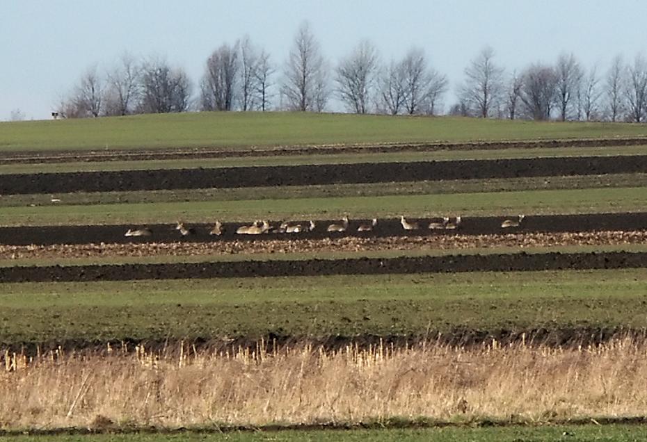 Die Rehe genießen die Sonne