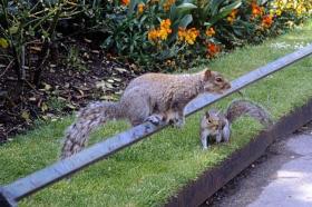 Eichhörnchen im Regents Park