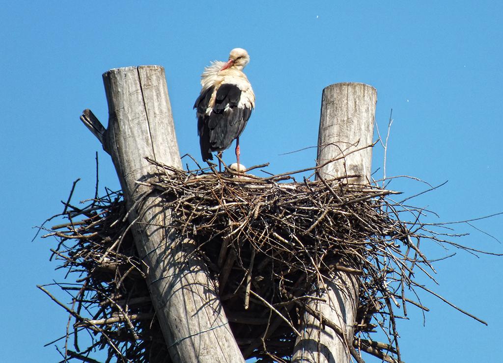 Storch, Marchegg