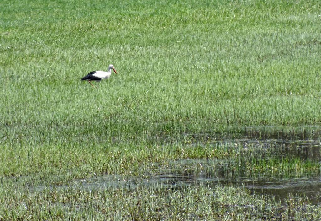 Storch in der Wiese, Marchegg